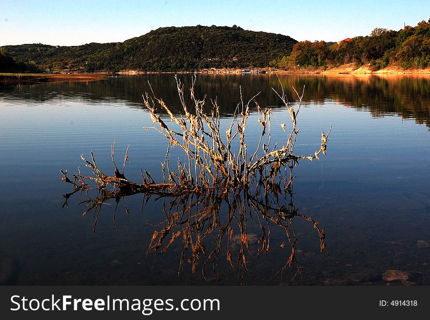 Dried tree in lake