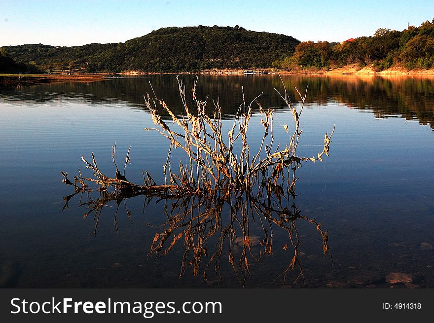 Dried Tree In Lake