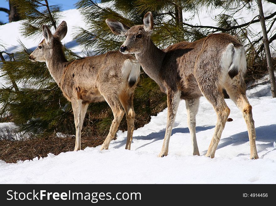 Young mule deer browsing in early spring. Young mule deer browsing in early spring