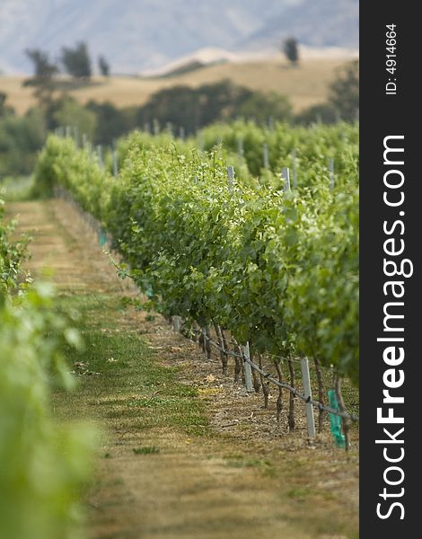 Vineyard in the Barossa Valley