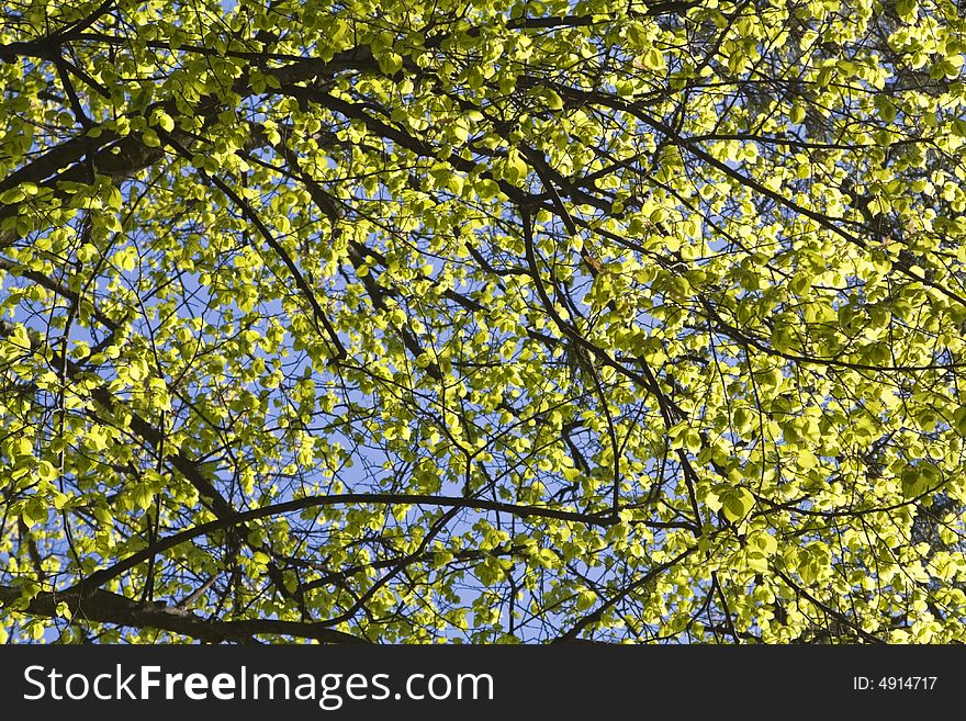 Image of a summer tree full of green leaves. Image of a summer tree full of green leaves.