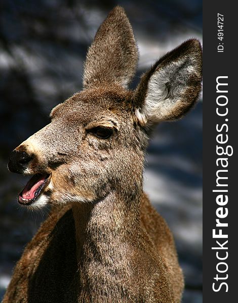 Young mule deer browsing in early spring. Young mule deer browsing in early spring