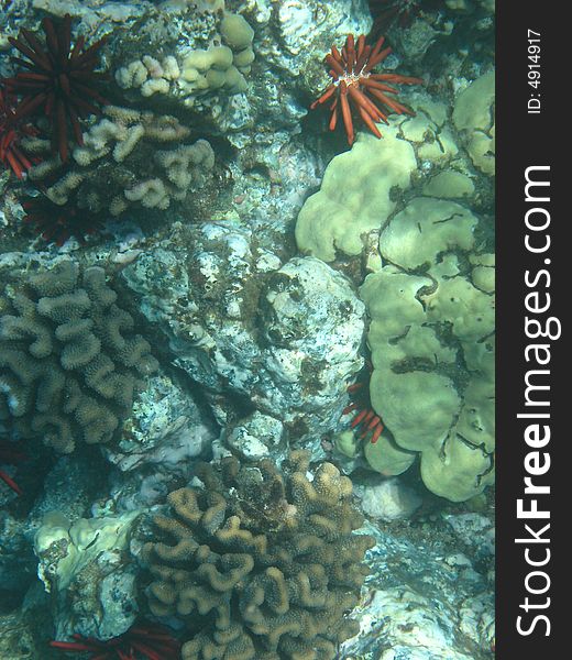 Underwater Anemones And Coral 92a