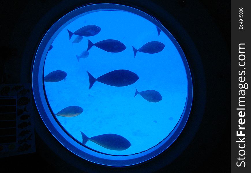 Fish viewing in Hawaii through submarine porthole. Fish viewing in Hawaii through submarine porthole