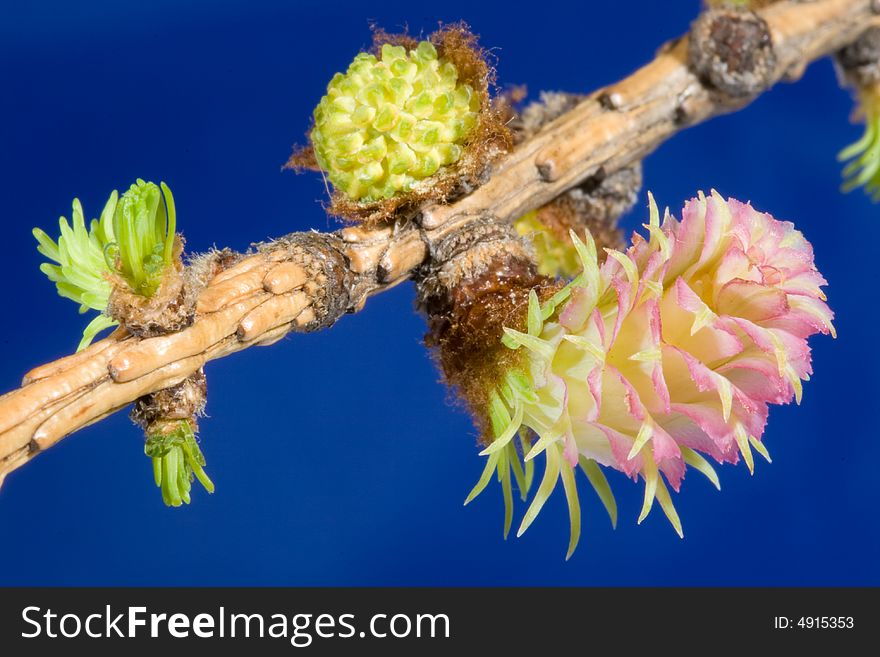 Flowers of a larch on a blue background. Extreme close-up.