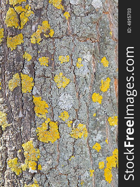 Bark of a tree a lichen on a wood