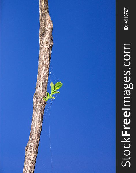 Dry branch with green leaves