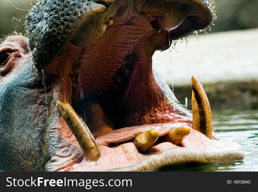 Hippo seeks a brave Dentist. Hippo seeks a brave Dentist.
