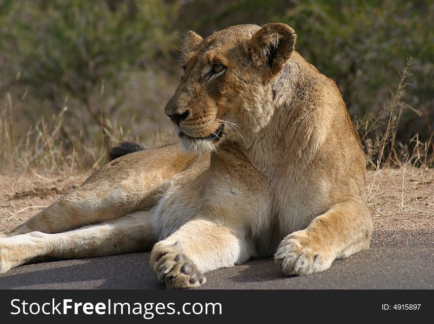 Lioness basking in the sun in the Kruger National Park (South Africa)