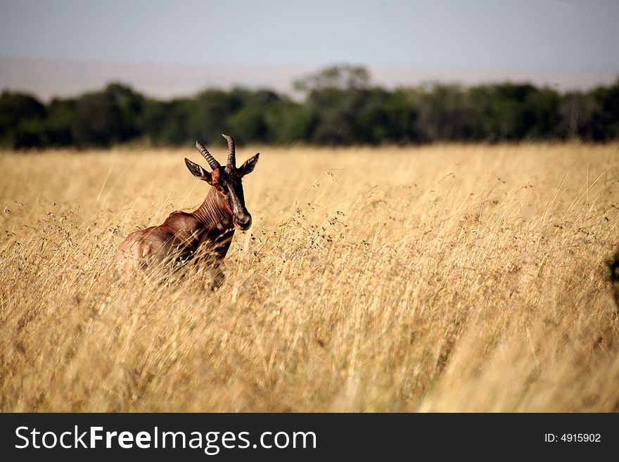 Topi standing in the grasslands of the Masa Mara Reserve (Kenya). Topi standing in the grasslands of the Masa Mara Reserve (Kenya)