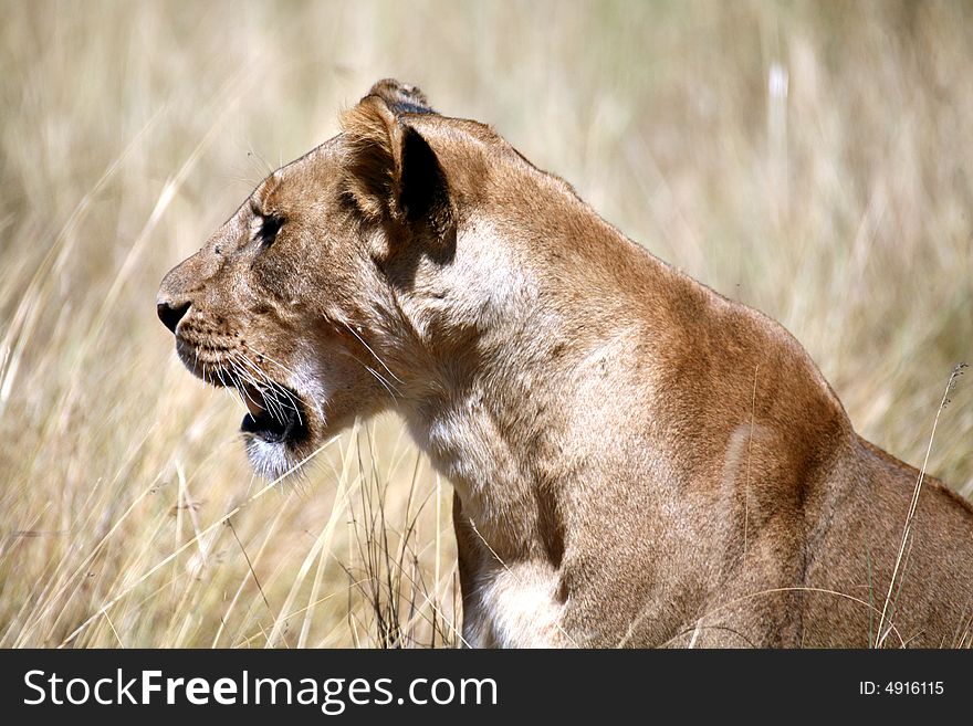 Lion cub sitting in the grass in the Masai Mara Reserve in Kenya