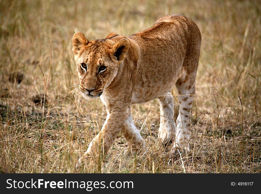 Lion cub walking through the grass