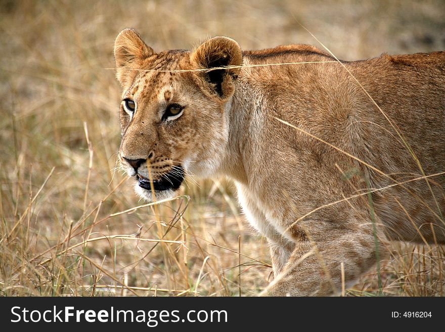 Lion cub walking through the grass