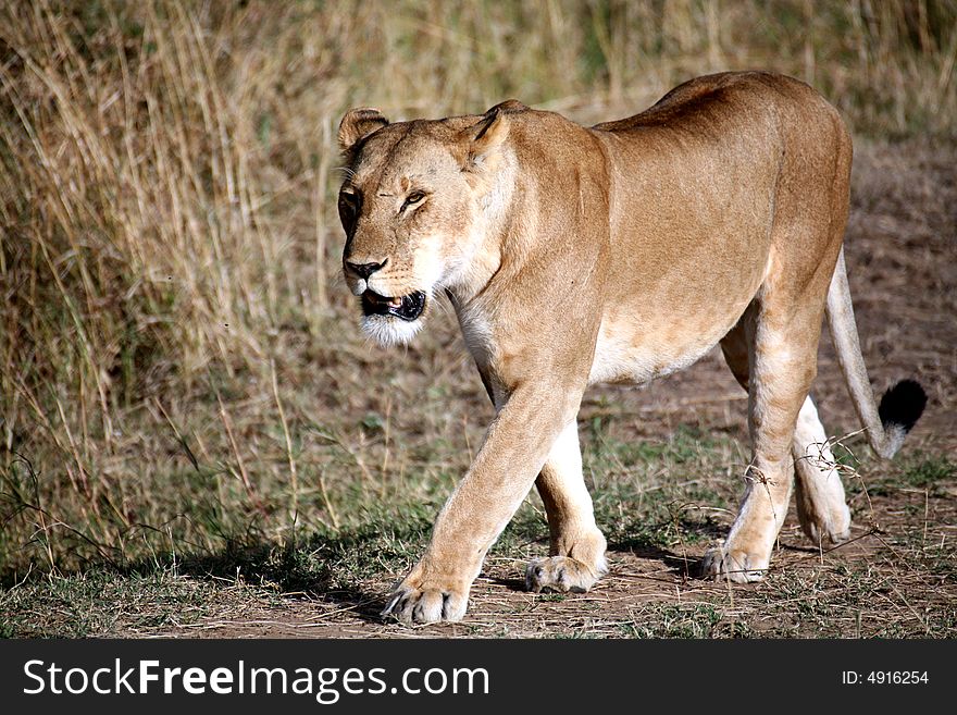 Lioness walking through the grass in the Masai Mara Reserve in Kenya