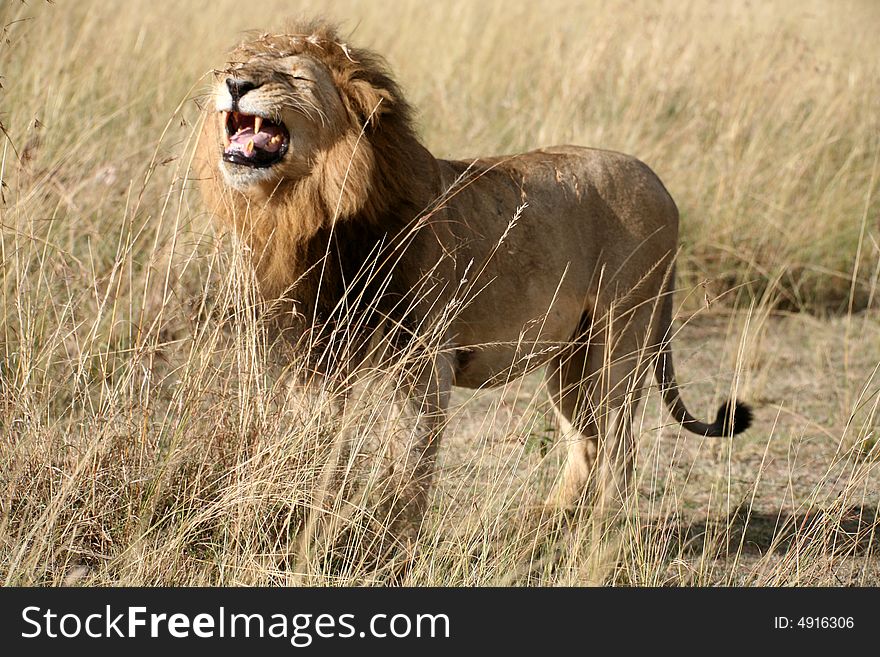 Majestic lion standing growling in the grass in the Masai Mara Reserve in Kenya