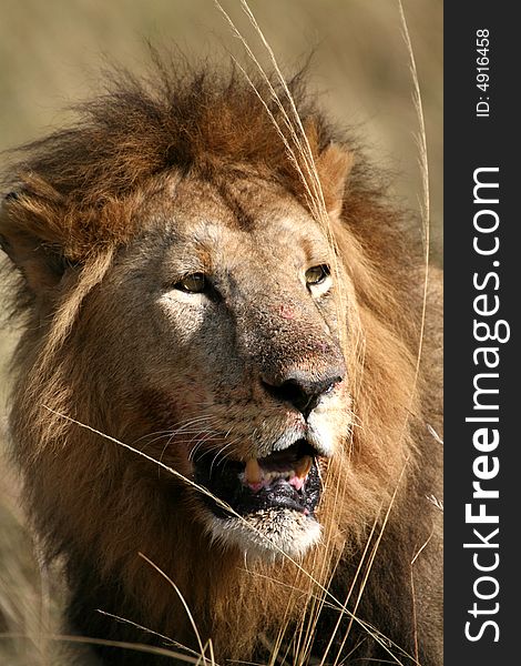 Majestic lion portrait in the grass in the Masai Mara Reserve in Kenya