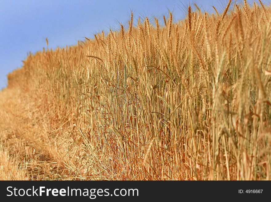 Field ear wheat bread yellow. Field ear wheat bread yellow