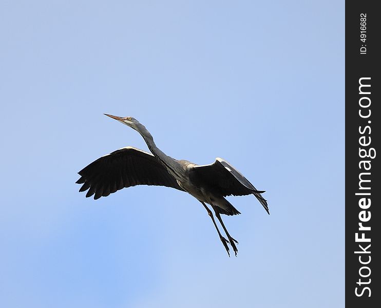 White heron in flight and blue sky