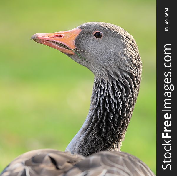 Goose Portrait - High Detail