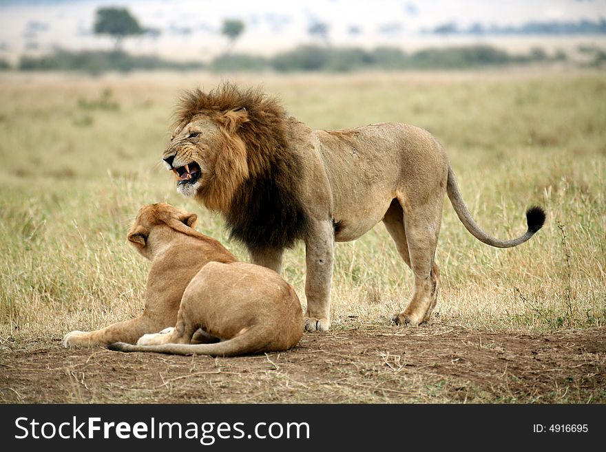 Lion cautiously approaches a Lioness on the grasslands of the Masai Mara Reserve in Kenya