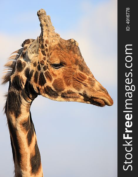 Portrait of giraffe in Africa