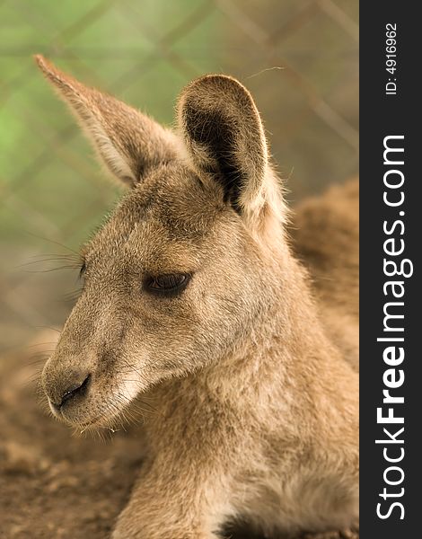 Kangoroo portrait animal fun fur
