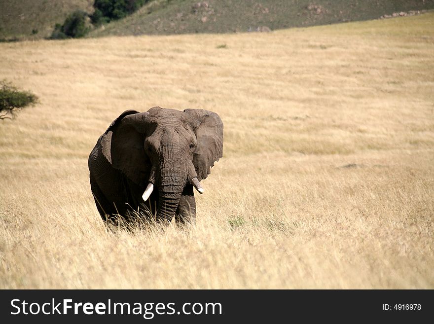 Elephant walks through the grass in the Masai Mara Reserve (Kenya)