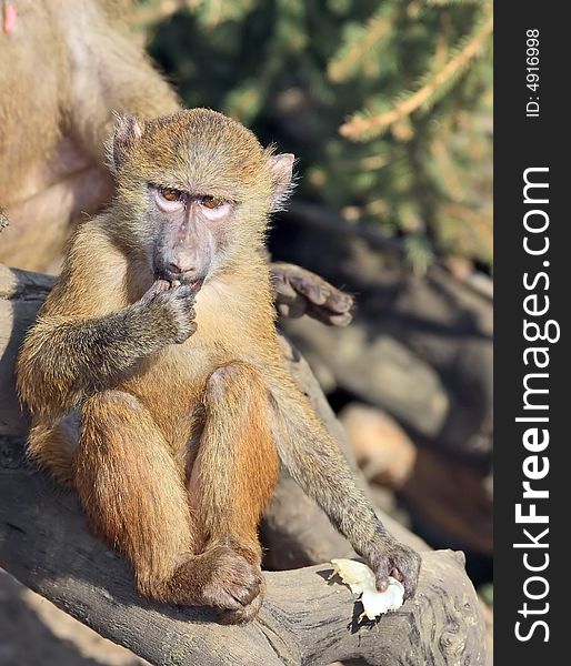 Photo of Little monkey (baboon)