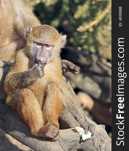 Little Monkey (baboon)