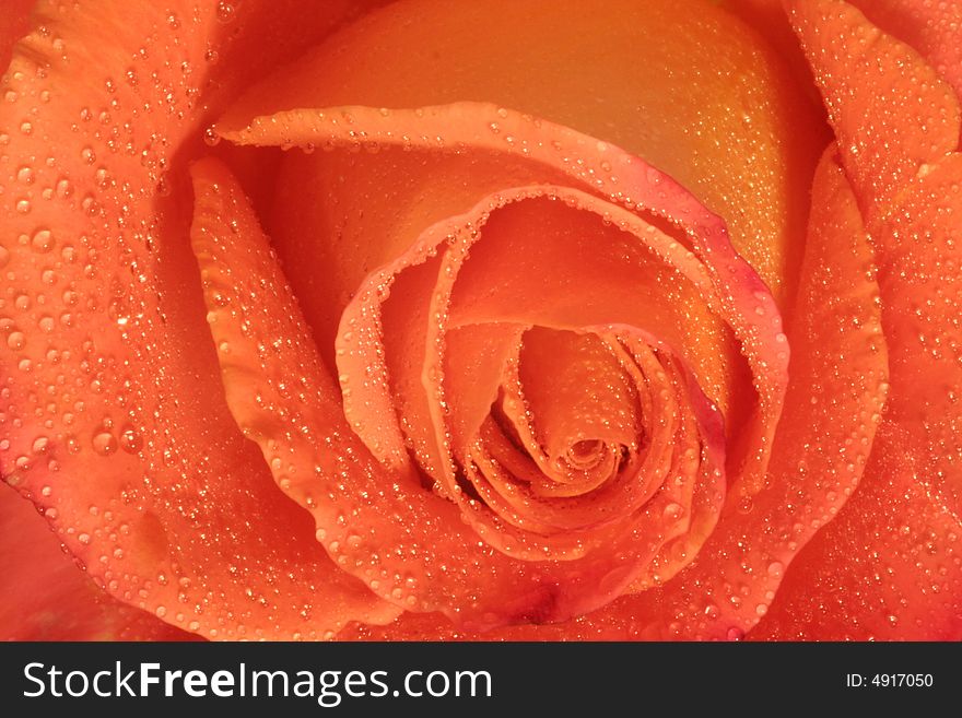 Close up of orange rose covered in dew drops. Close up of orange rose covered in dew drops