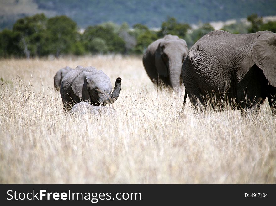 Baby elephant walking through the grass in the Masai Mara Reserve (Kenya)