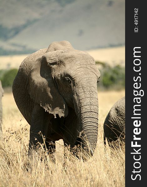 Elephant eating grass in the Masai Mara Reserve (Kenya)