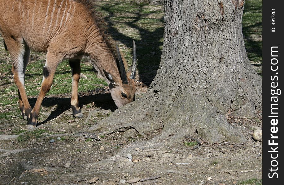 Little Eland (Taurotragus Oryx)