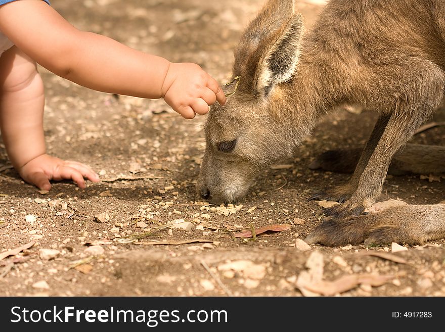 Kangaroo and human child relationship