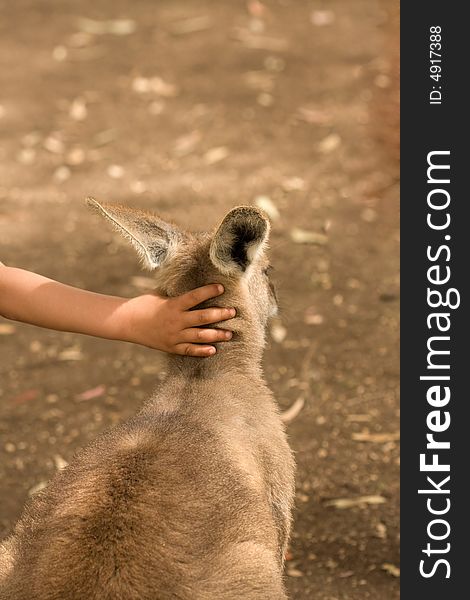 Kangaroo human child relationship hands. Kangaroo human child relationship hands