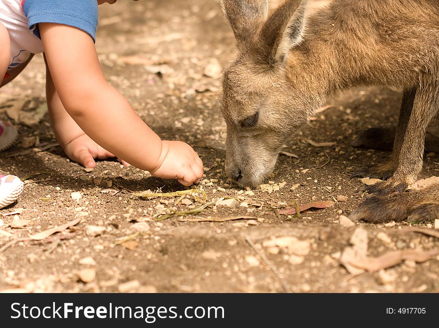 Kangaroo  human child relationship hands. Kangaroo  human child relationship hands