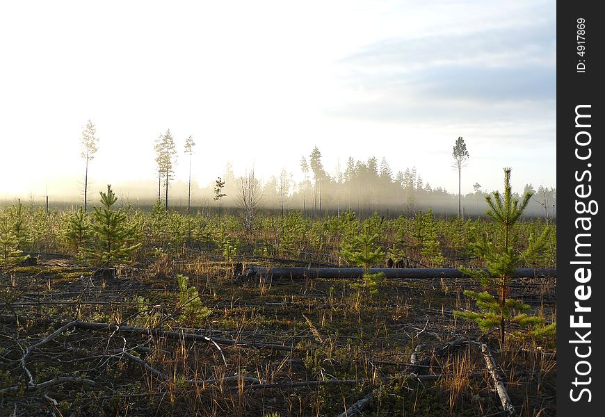 Fog morning siberia taiga tree sky clouds green. Fog morning siberia taiga tree sky clouds green