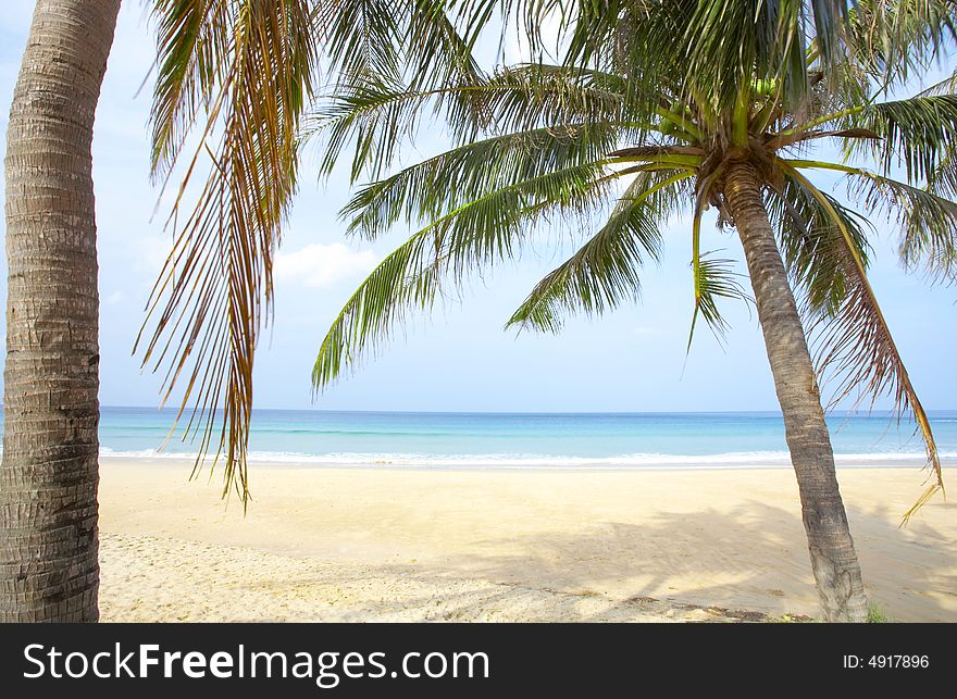 View of nice tropical empty sandy beach with some palms. View of nice tropical empty sandy beach with some palms
