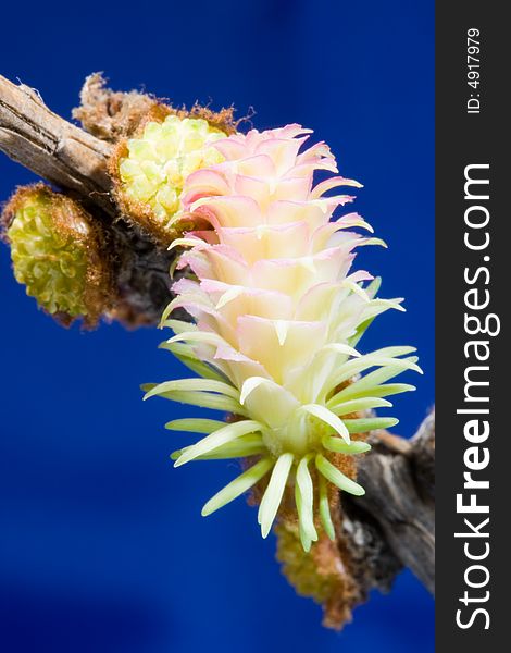 Flowers of a larch on a blue background. Extreme close-up.