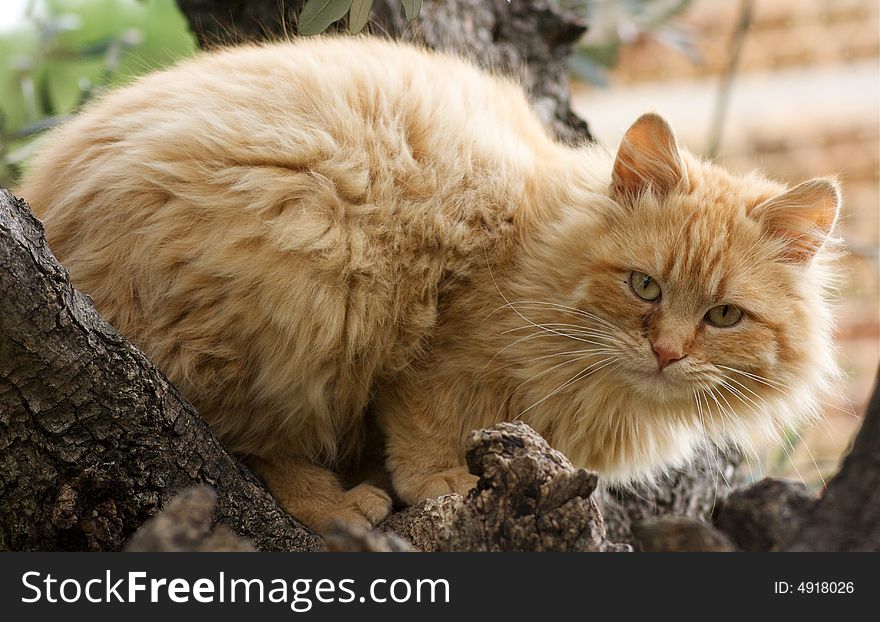 An orange cat sitting on a tree. An orange cat sitting on a tree