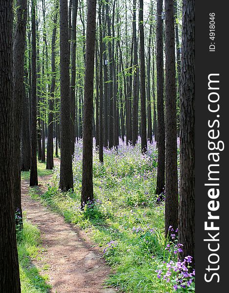 A endless road lead into woods. A endless road lead into woods