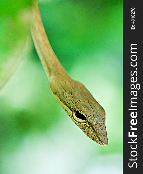 Oriental Tree Snake
