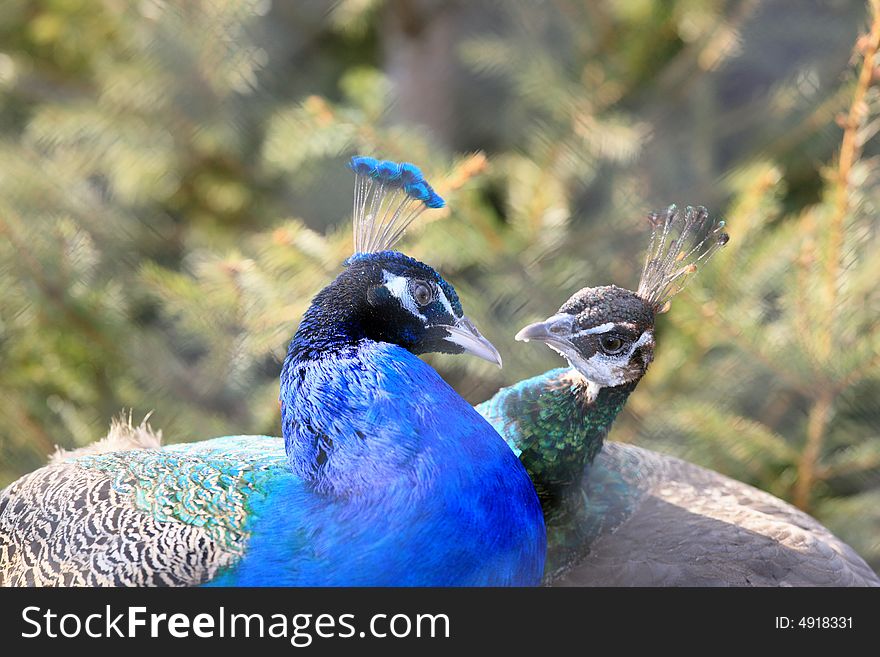 Photo of two peacocks in love