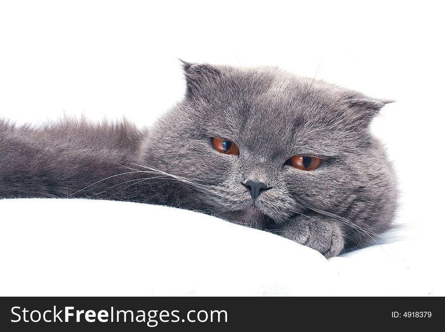 Scottish fold cat grey furry plushy