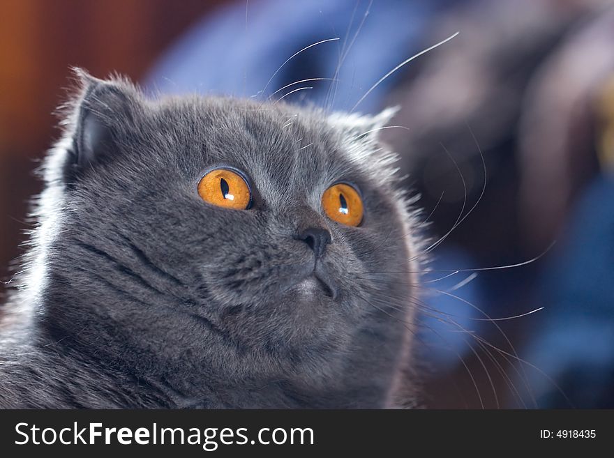 Scottish fold cat