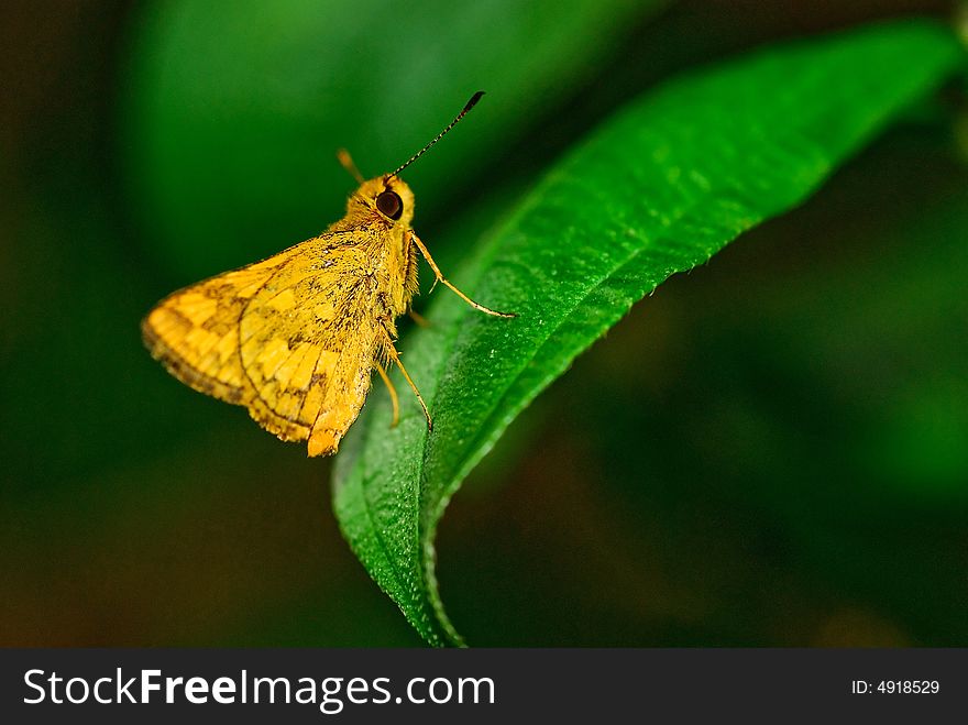 Butterly perching on a green leaf. Butterly perching on a green leaf.