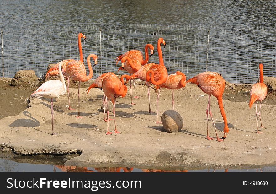 Flock of flamingos near the water.