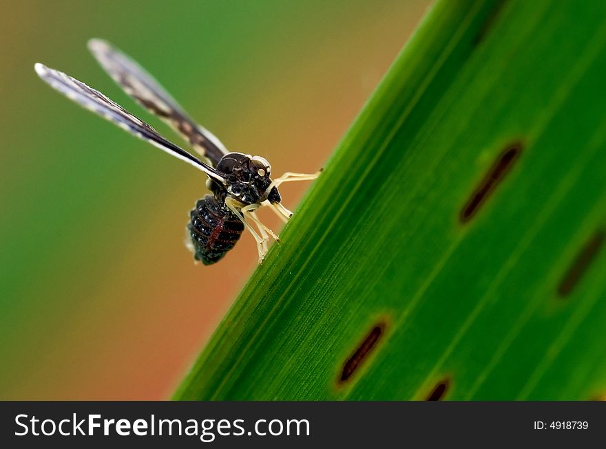 Flies on green leaf