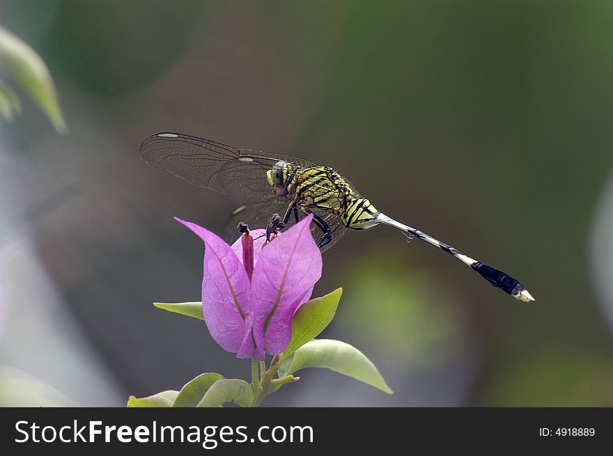 The dragon fly on the pink flower