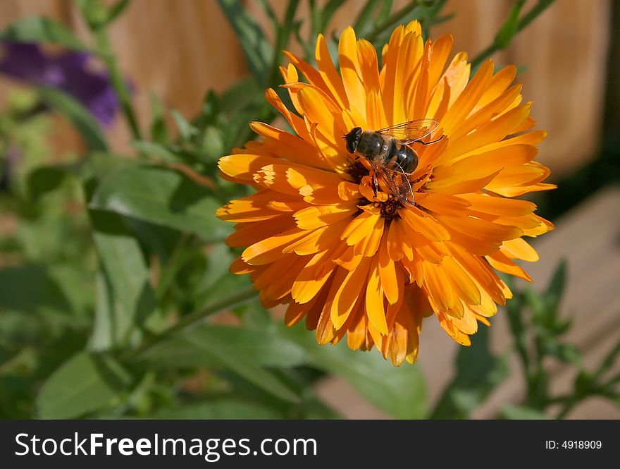 An orange flower with a small bee. An orange flower with a small bee